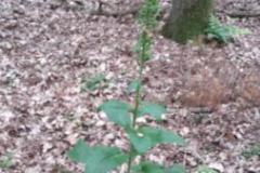 IMG-20180624-WA0018