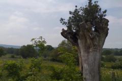 IMG-20230522-WA0012
