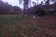 IMG-20241031-WA0005