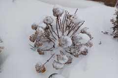 IMG-20260107-WA0001